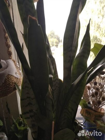 Продаю комнатны