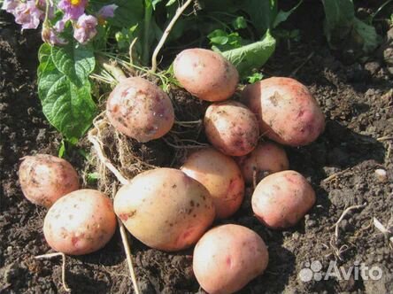 Продам картофель оптом