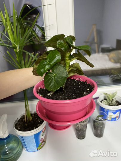 Бегония элатиор желтая