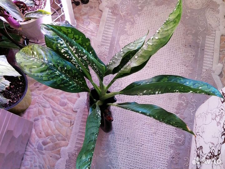 Диффенбахия Шкура Дракона