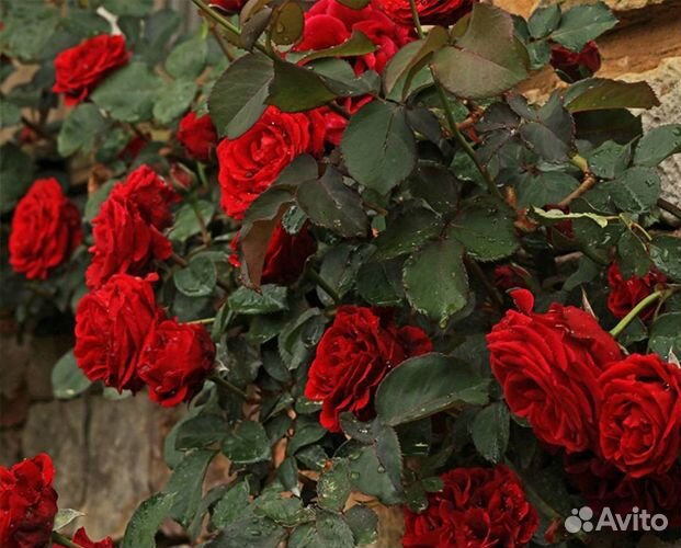 Плетистая роза Дон жуан и Флорентина