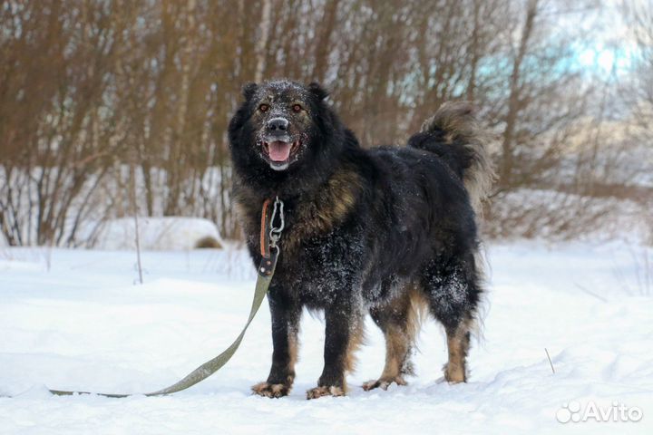 Метис кавказской овчарки Димар в добрые руки