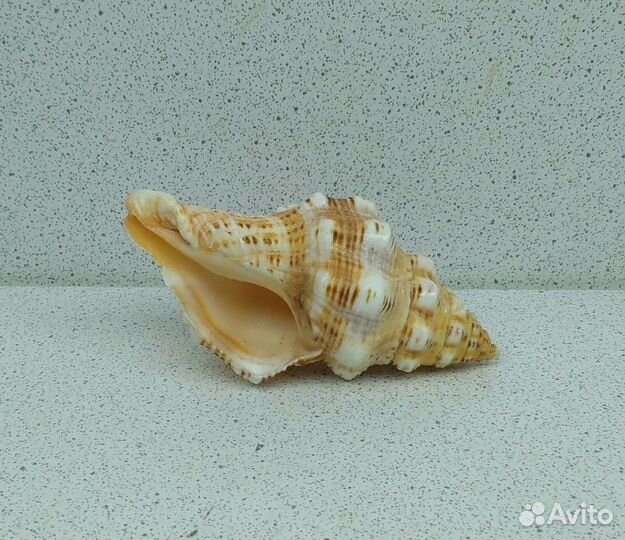 Латирус Полигонус 7 морская ракушка раковина