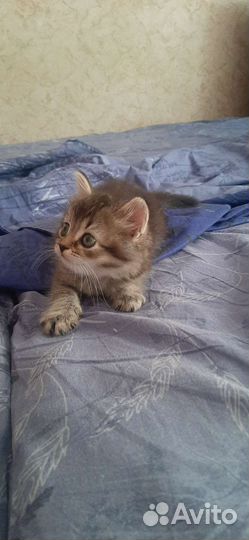 Кошки шотландцы