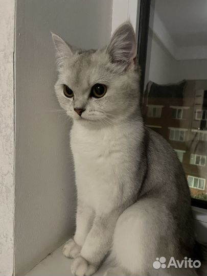 Серебристая шиншилла кошка