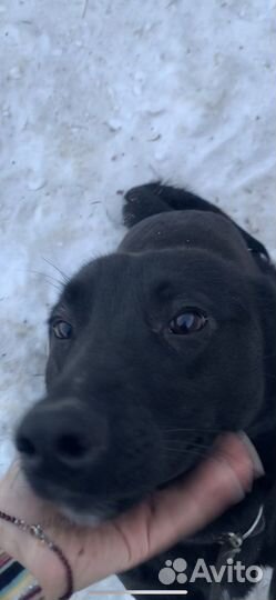 Добрый пес в хорошие руки