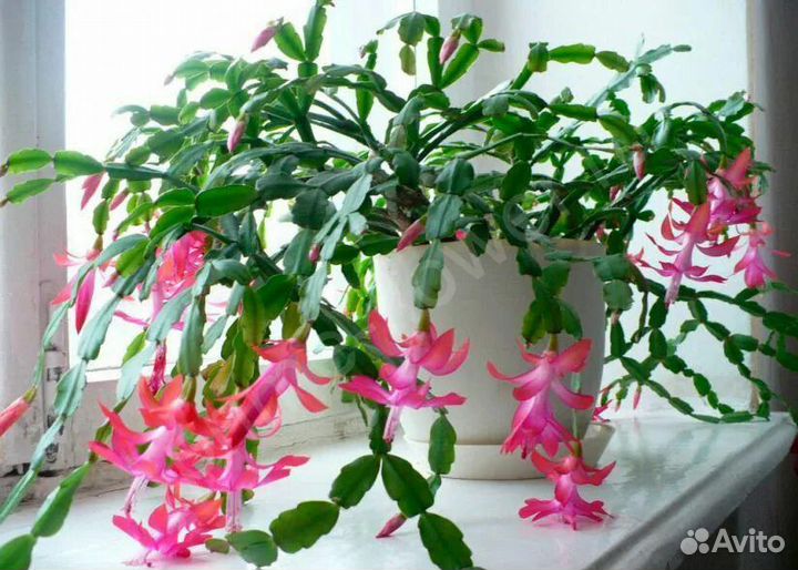 Декабрист (рождественник)