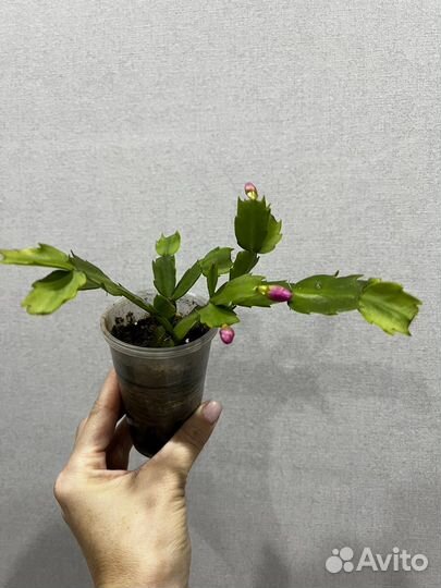 Декабрист (рождественник, шлюмбергера,зигокактус)