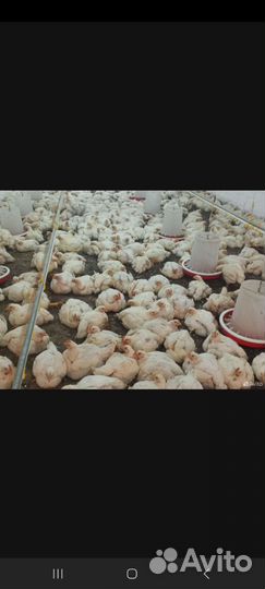 Куры бройлер