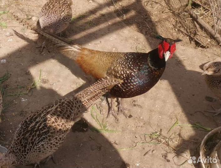 Фазаны румынские
