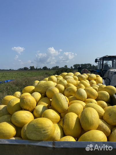 Даня канарская