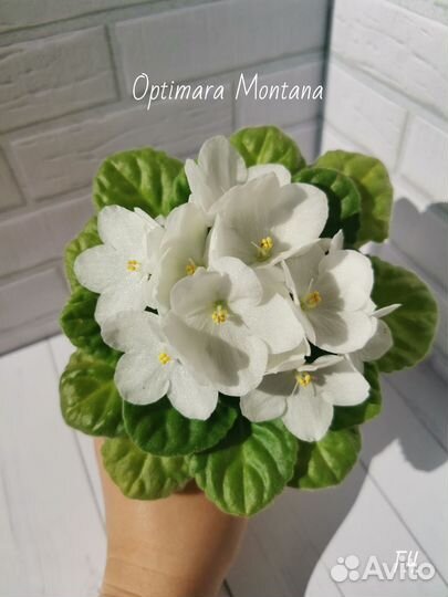 Детки сортовых фиалок