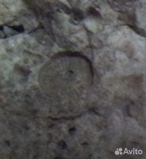 Окаменелость