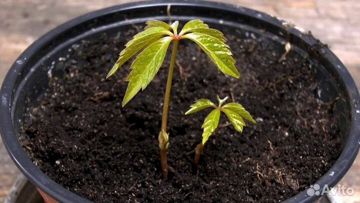 Саженцы девичий виноград