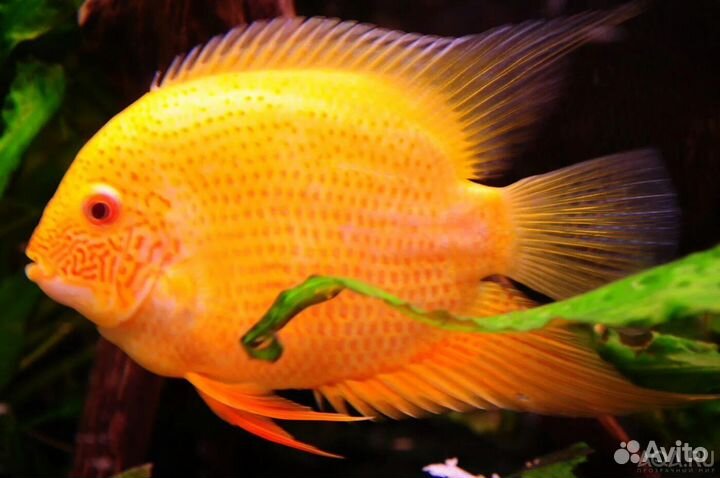 Рыбки разные обмен продажа