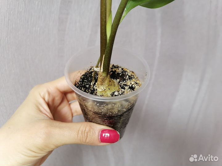 Дримиопсис макулата,колеусы,седум, Аглаонема