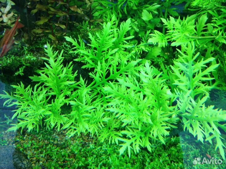 Аквариумные растения (штучно/ наборами) по РФ