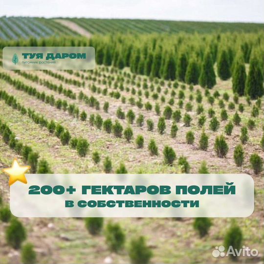 Туя смарагд брабант 120 см