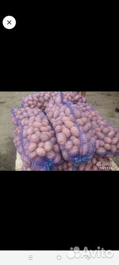 Продам картофель