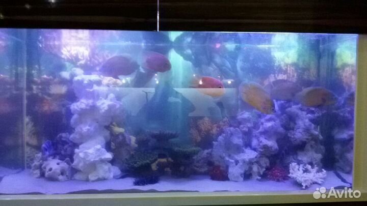 Ихтиолог-рыбовод. Уход за аквариумом