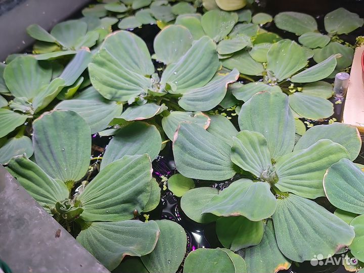 Аквариумные растения