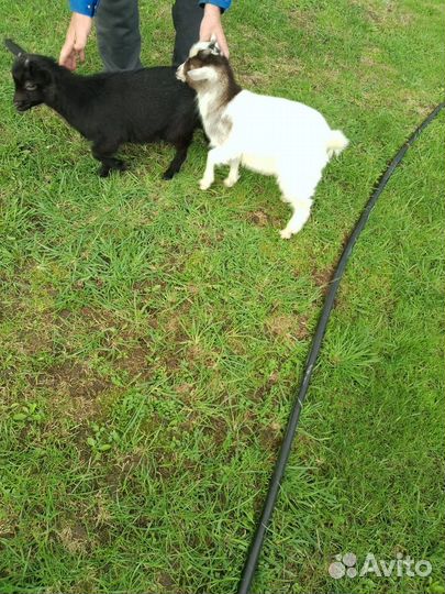 Камерунские козочки козлята