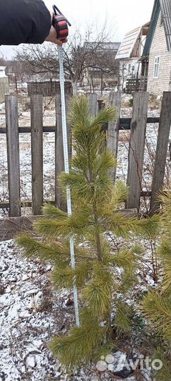 Саженцы сибирского кедра от 20 до 1000 см