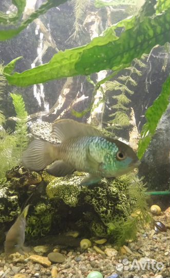 Нанокара аквариумная рыбка