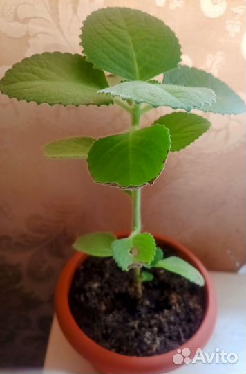 Комнатная мята