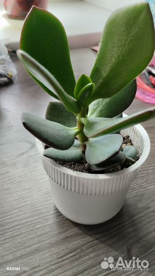 Толстянка (денежное дерево, в каждый )