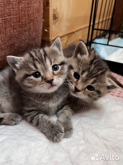 Шотландские котята