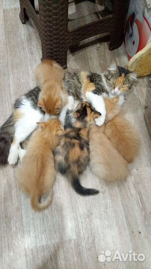 Котята бесплатно