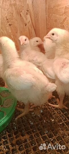 Подрощенные цыплята бройлера кобб-500