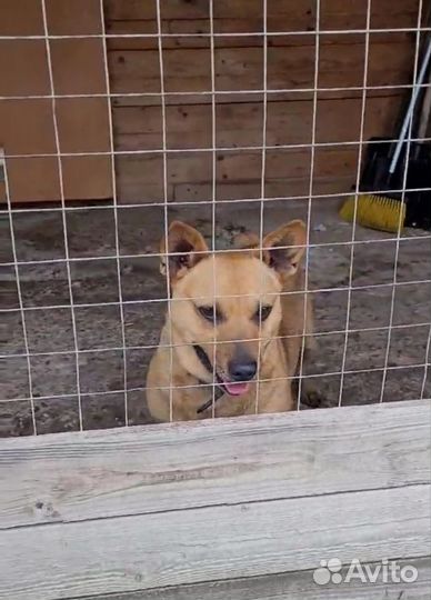 Пёсик коротколапик