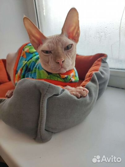 Донской сфинкс вязка