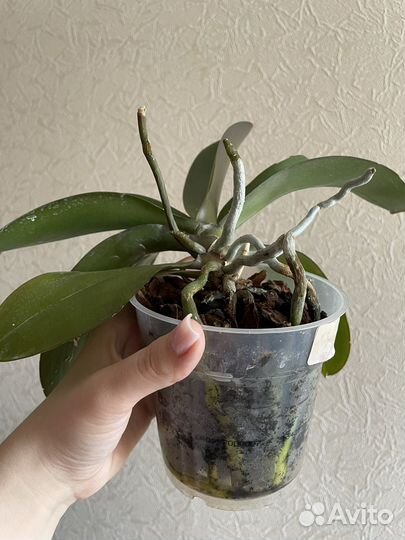 Орхидея фаленопсис