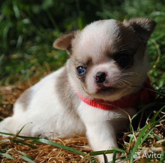Очаровательный мальчик чихуа на фото