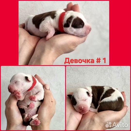 Американский питбультерьер щенки