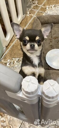 Девочка Шанти