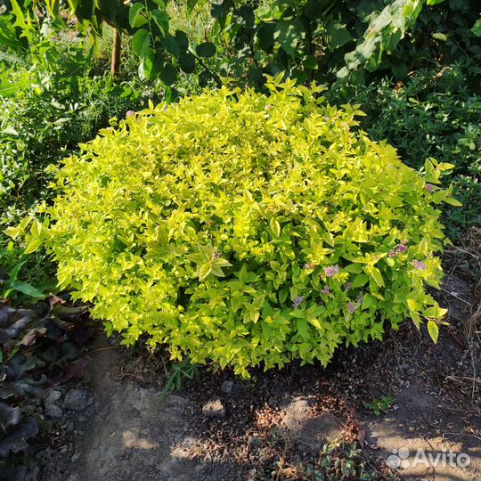 Барбарис,спиреи,магония,злаки