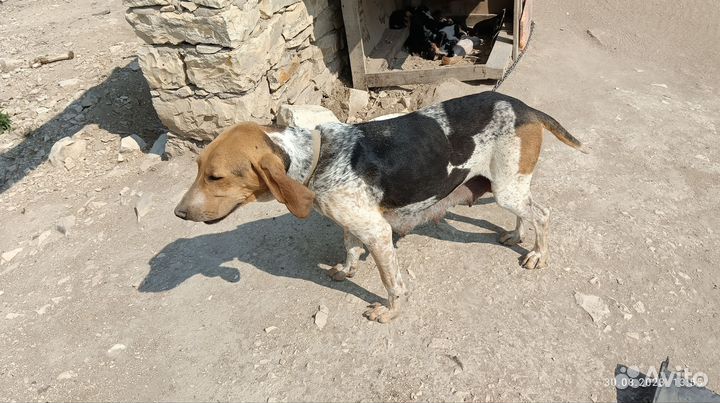 Щенки курцхаара