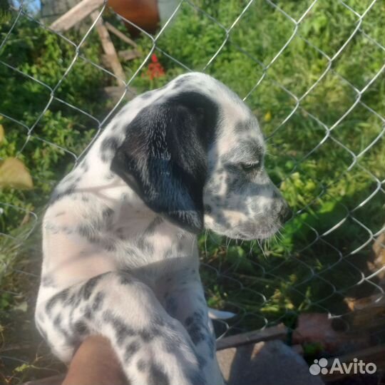 Щенки далматинца