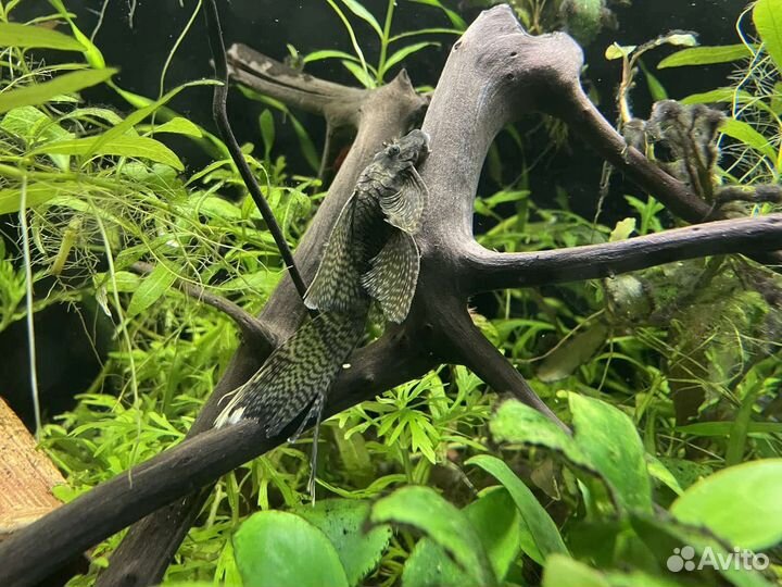 Анциструс вуалевый