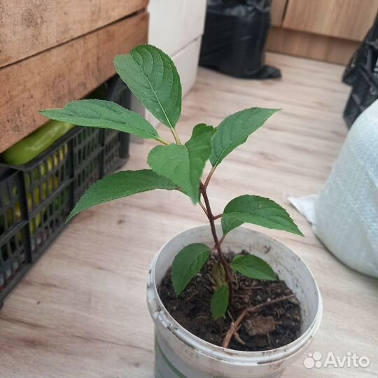 Рассада цветов