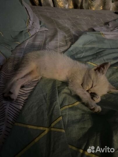 Котёнок девочка в добрые руки