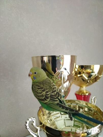 Птенцы волнистый попугай