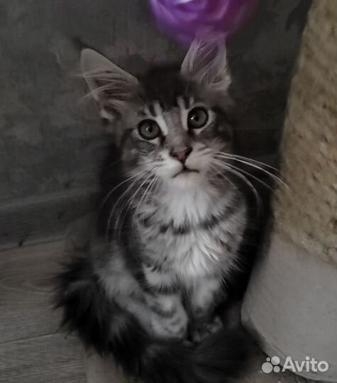 Котята мейн-кун