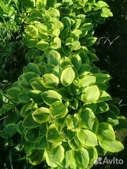 Садовые цветы