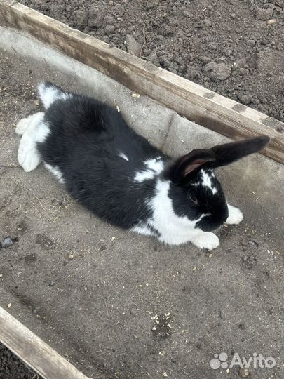 Кролики мясных пород