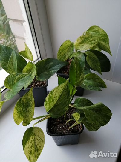 Сциндапсусы